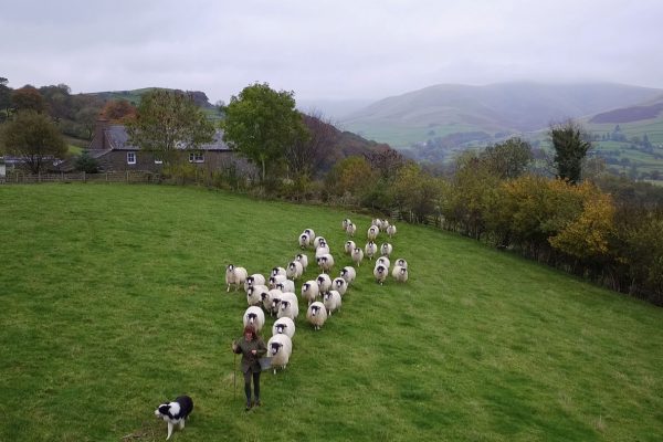 Shepherdess