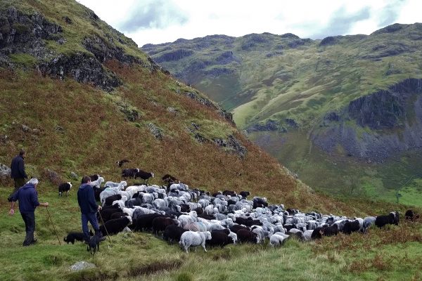 The Gathering