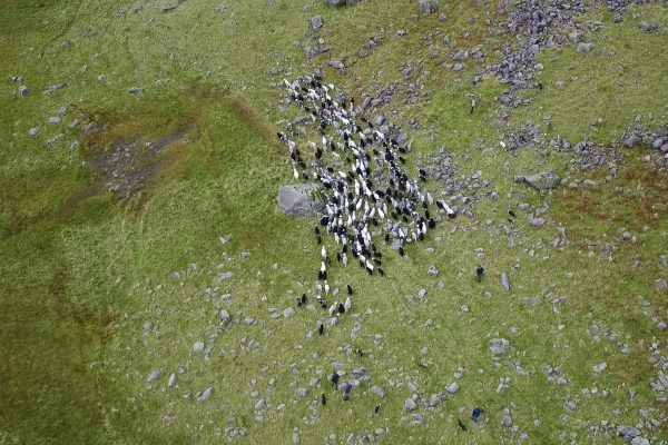 herdwick sheep