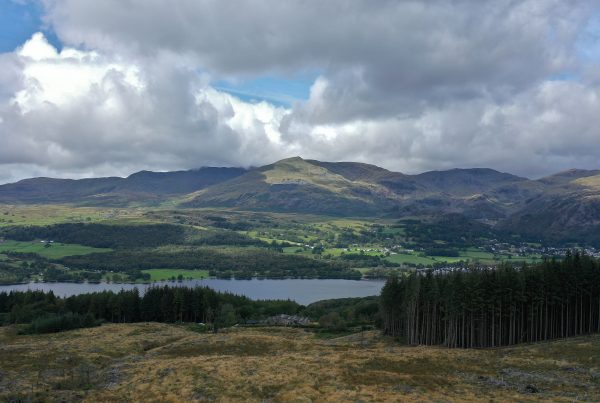 Hay Fell - Forestry Specialist